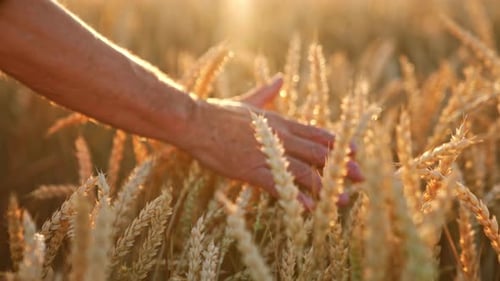 Hand of an old male touching ripe ears of corn in the field.