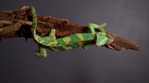 Veiled Chameleon Chamaeleo Calyptratus Sits on Branch and Look in Different Directions Closeup on a