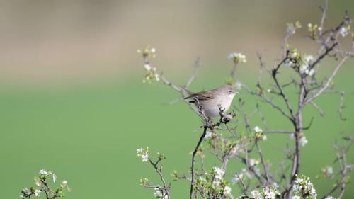 Gorge blanche (Sylvia communis) dans la nature sauvage, dans un environnement