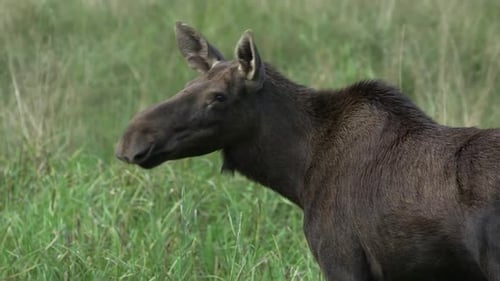 Young Cow Moose Shakes and Walks in a Forest Meadow