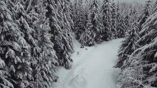 Snowy Forest Path on a Winter Day