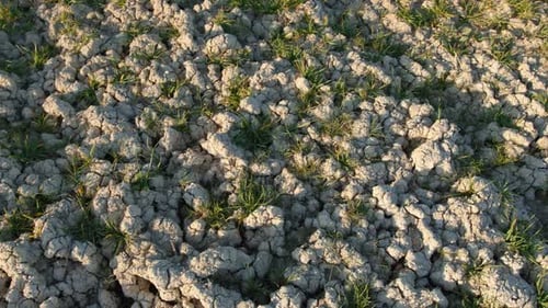 Cracked Earth and Sparse Grass in Sunlight