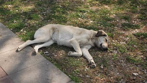 Einsamer obdachloser Hund liegt auf der Straße im Freien Streunender reinrassiger Hund in Istanbul