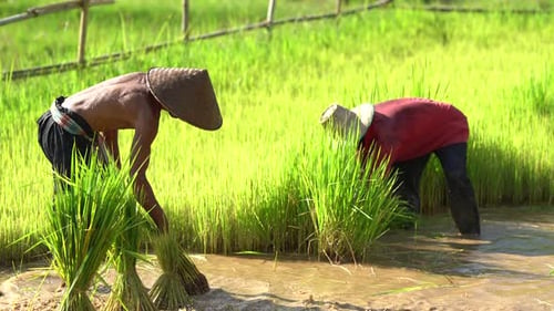 Farmers are planting rice in the farm, Thailand.