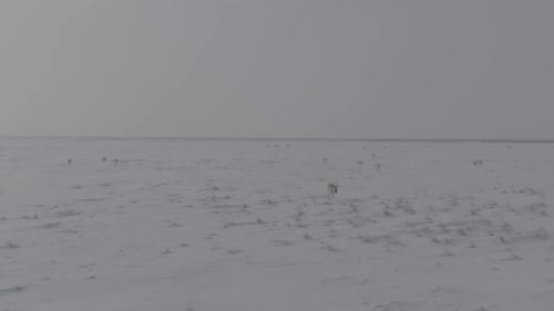 Saigas no inverno durante a rotina Um rebanho de Saiga Antílope ou Saiga Tatarica correndo na neve