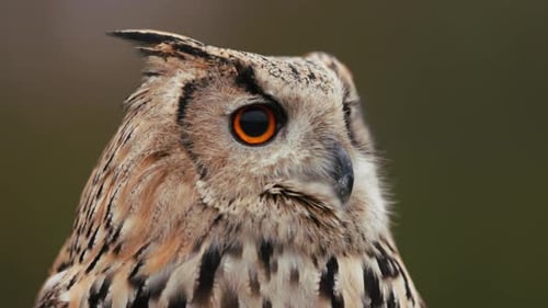 Close up of the face of a Eurasian Eagle Owl as it stare intently off camera