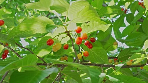 Reifende Kirschen auf einem Ast