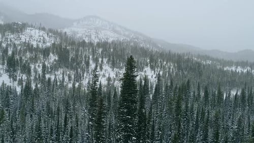 Drone shot circling tall pine trees among snowy coniferous winter forest, 4K