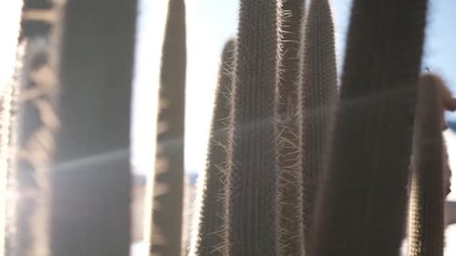 Kaktus in der Wüste, durch den die Sonne scheint. Filmaufnahme von Sonne und Kakteen in der Wüste