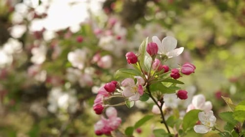 Beautiful white and pink crab apple tree blooming in orchard during early spring in slow motion in V