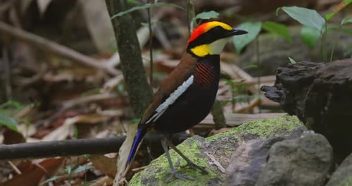 Malayan Banded Pitta standing on mossy rock in tropical rainforest
