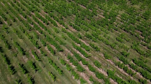Luftaufnahme eines Weinbergs mit Weinrebenreihen