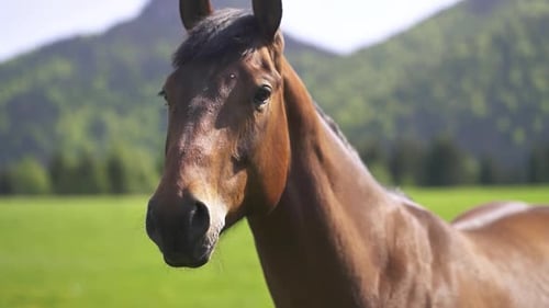 Porträt eines braunen Pferdes im Frühling