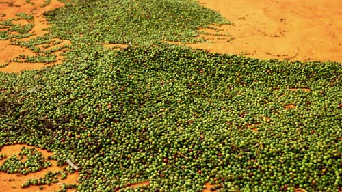 Side view of the drying process of the pepper during the spices production of peppercorn, no people
