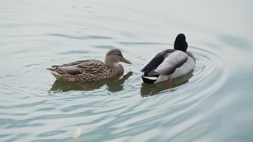 Ente und Erpel schwimmen im Teich auf der Suche nach Nahrung. Ententeich mit Wasservögeln. Entenherde
