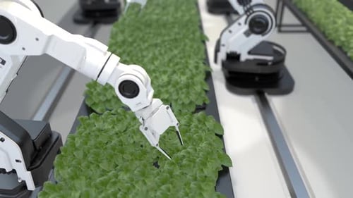 Robotic Arms Cultivating Plants in Modern Vertical Farm