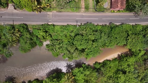 Sri Lanka road with traffic around rainforest palm tree exotic canopy aerial drone
