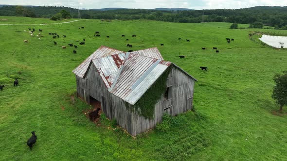 Cattle on American farm ranch. Old barn aerial orbit. Meadow pasture ...