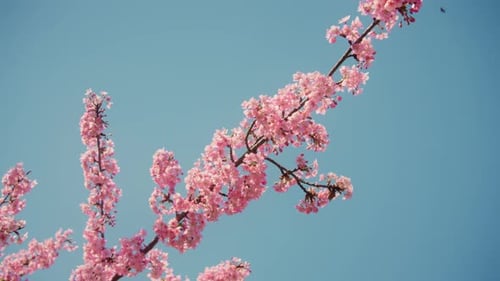 Bees Dancing Around Cherry Blossom Flowers in Gentle Spring Breeze