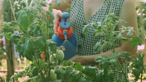 Woman Watering Tomato Plants in Greenhouse