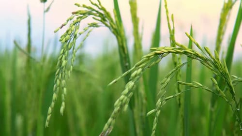 Close-up of green rice plants in paddy field