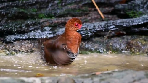 A skittish waterbird found in Thailand in which it likes to stay undergrowth especially thick grass