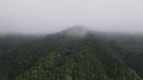 Aerial footage of spruce forest trees on the mountain hills at misty day