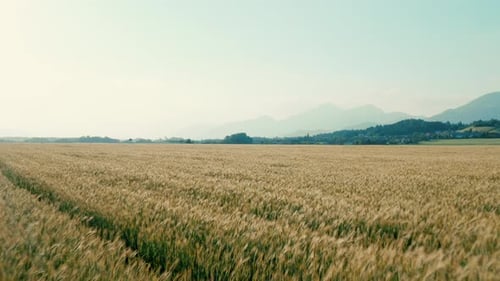 Beautiful summer aerial view of nature. A drone is flying above the golden wheat field.