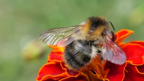 Bee Collecting Pollen on a Red Marigold Flower