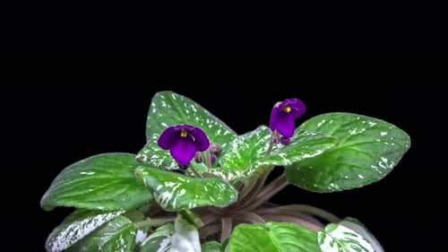 Violet Flower Time lapse - 4K
