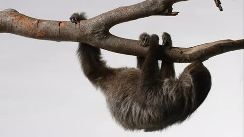 Sloth slowly crawls across branch - isolated on white background