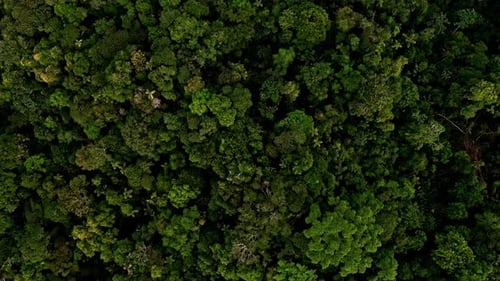 Vista aérea superior de um dossel de floresta tropical, uma visão detalhada