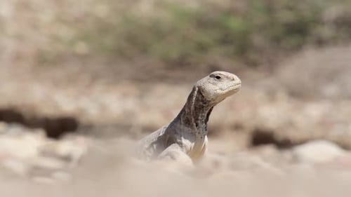 Desert Lizard Close-up Sitting Still