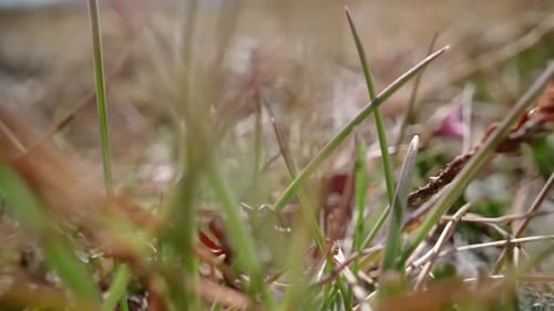 Ant Walks Among Green Grass