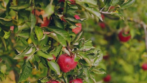 Fresh Red Apples Growing on a Lush Tree