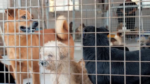 Different Mixed Breed Dogs Behind the Fences Dogs in a Shelter or an Animal Nursery Shelter for