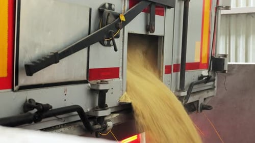 Wheat Grains Pouring Outside of Specialized Machine at Farm