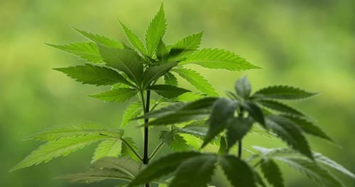 Marihuana (Cannabis sativa). Einzelheiten zu Cannabisblättern.