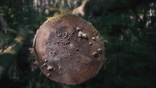 Old cut tree trunk in the dense rainforest. Slow motion