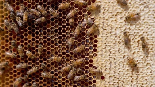 Bees Swarming Over Honeycomb Close Up