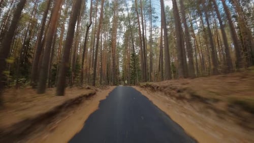 Drive along a forest road surrounded by pine trees.