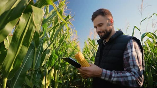 Agronomist Examining Corn Cob and Taking Notes in a Field