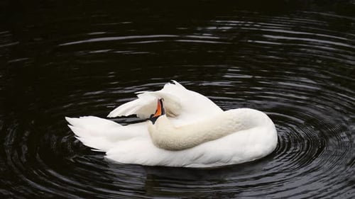 The white swan bathes, washes and cleans its wings and feathers in the water of the pond. Slow
