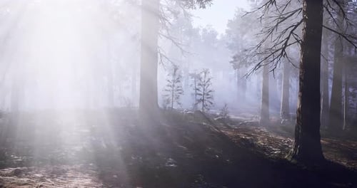 Misty Forest with Sunlight Filtering Through Tall Trees in Early Morning