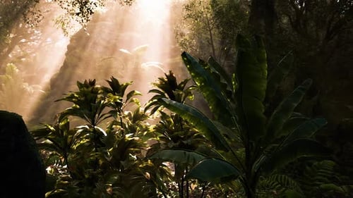 La lumière du soleil filtre à travers un feuillage dense dans un cadre forestier paisible