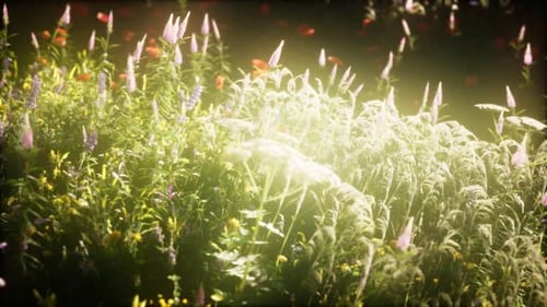 Wild Flowers in the Field