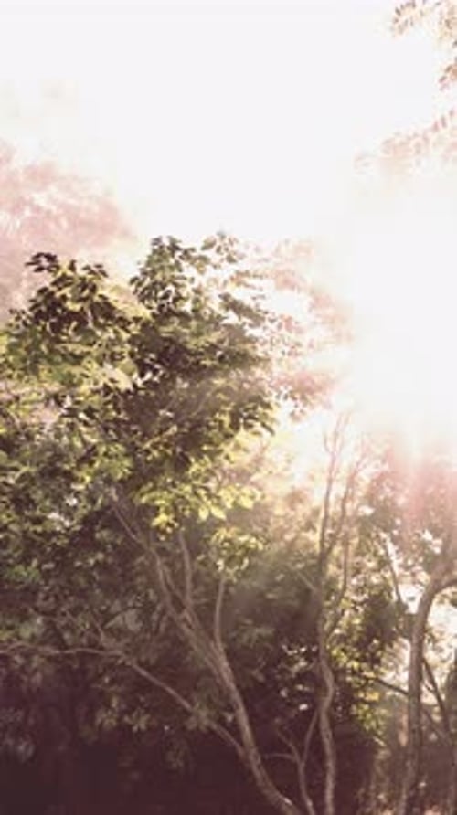 Sunlight Through Forest Leaves with Gentle Fog and Vertical Pan