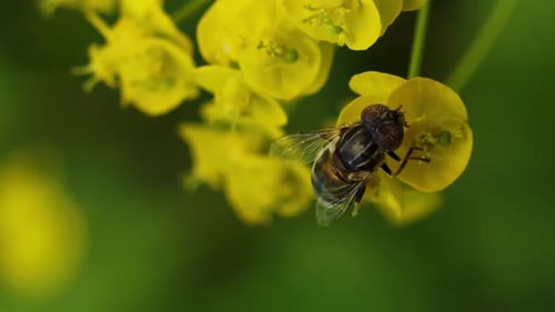 Vertical video bee collects pollen on a yellow flower