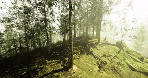 Sunlight Filters Through Dense Trees in a Serene Forest Setting