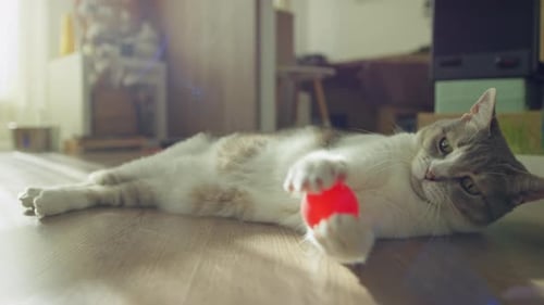 Playful Cat with Red Ball at Home